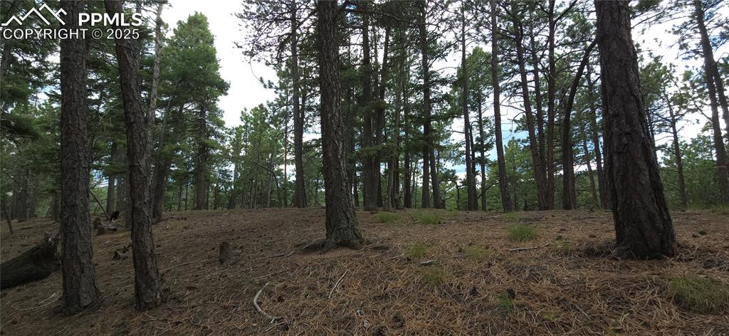 2255 Elk Park Road Larkspur, CO 80118 - Photo 10 of 15 a view of a forest