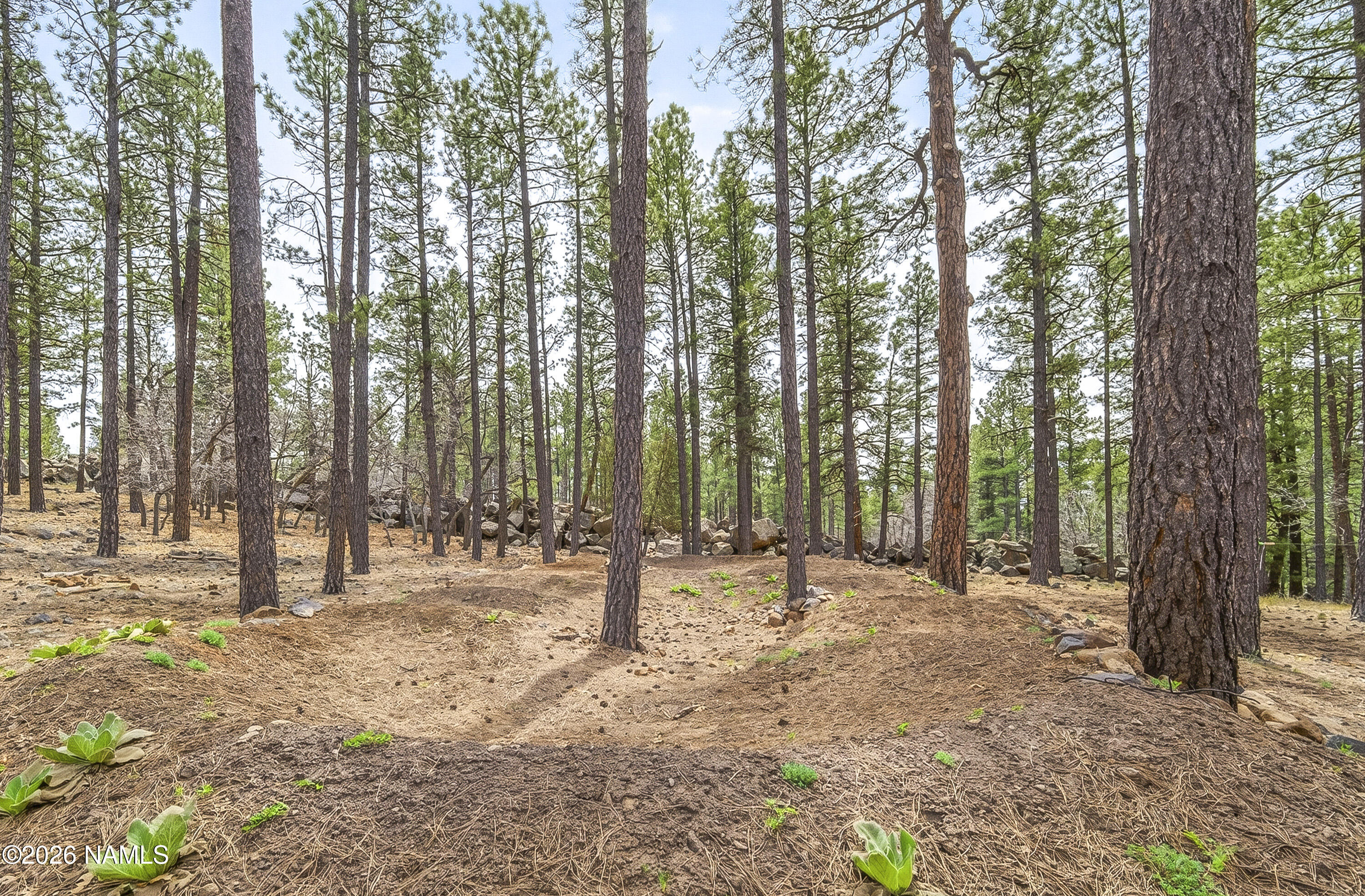 105 West Mt Elden Lookout Road Flagstaff, AZ 86001 - Photo 14 of 54 a backyard of a house with lots of trees