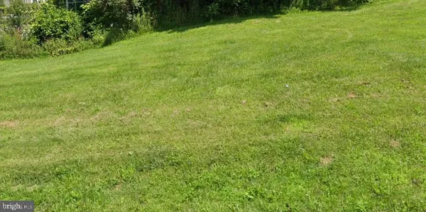 a view of a big yard with plants and large trees