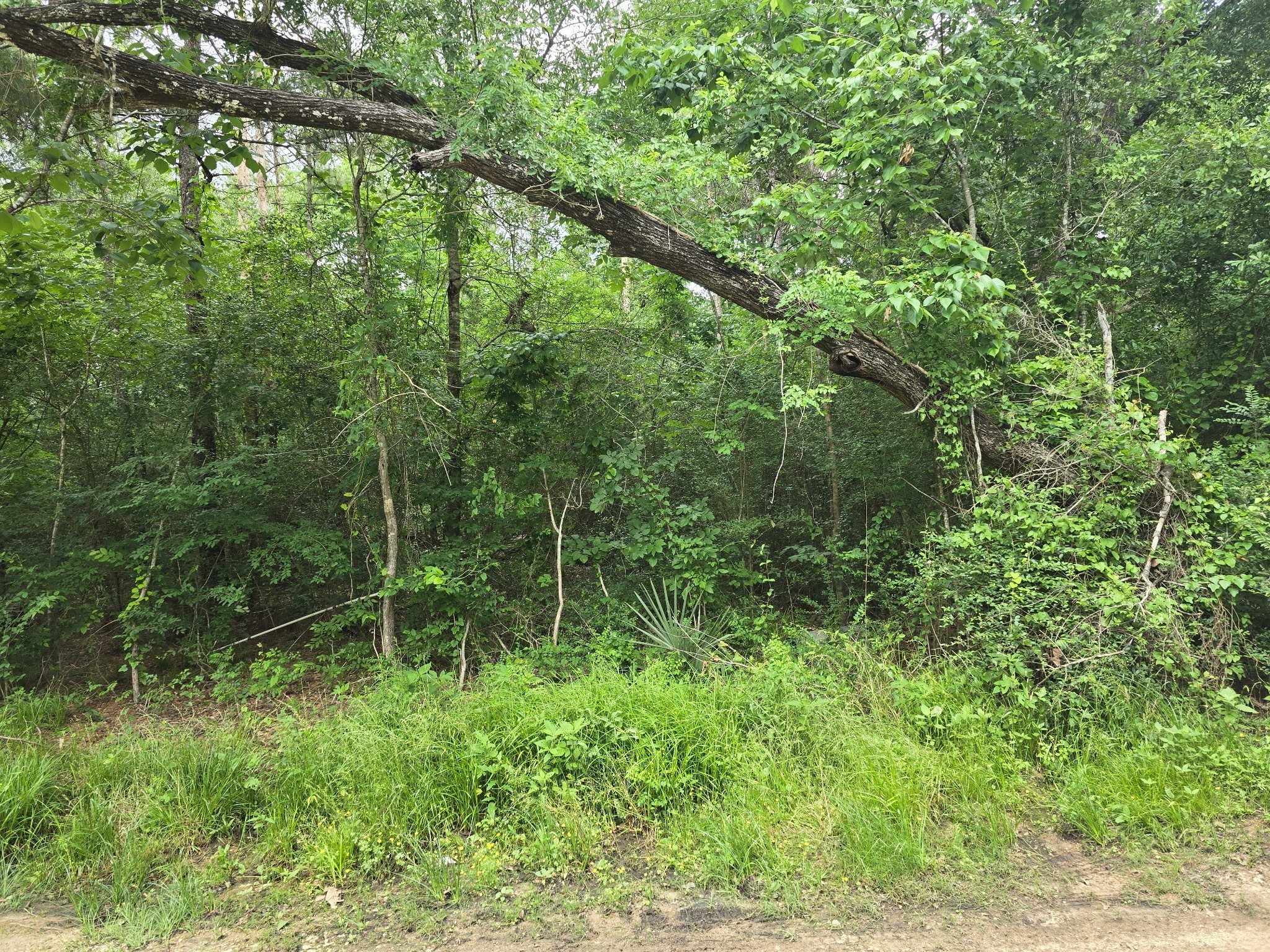 0 Joyner Road New Waverly, TX 77358 - Photo 5 of 7