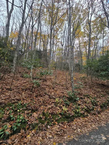 a view of a forest with trees in the background