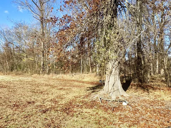 a view of yard with trees