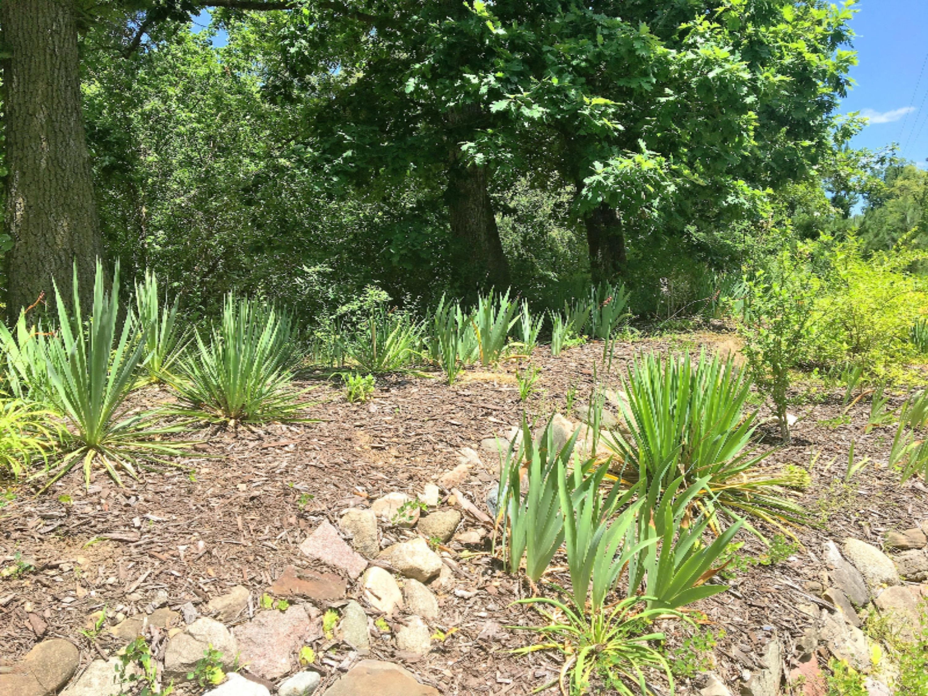 10251 Cranberry Lake Road Marcellus, MI 49067 - Photo 3 of 30 Landscaping