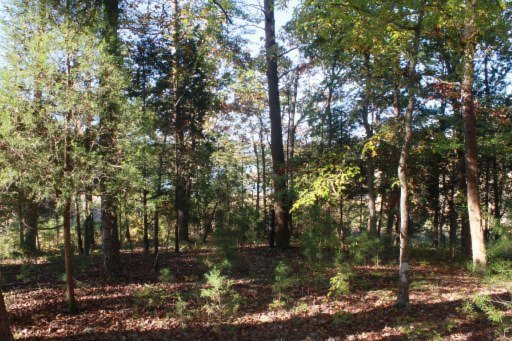 2437 Black Oak Ridge Road Sevierville, TN 37876 - Photo 25 of 32 Additional Photo