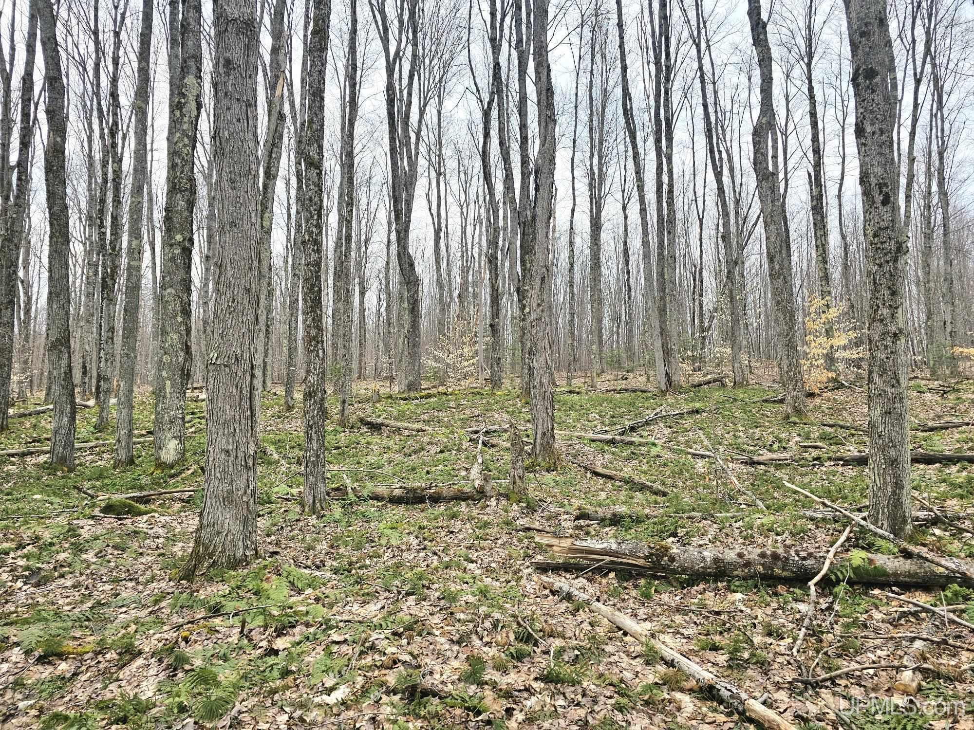 23 Camp 23 Road Germfask, MI 49836 - Photo 2 of 16