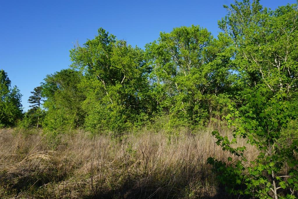 6902 Stella Street Murchison, TX 75778 - Photo 14 of 33
