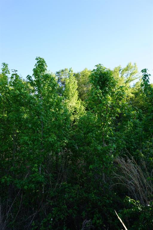 6902 Stella Street Murchison, TX 75778 - Photo 15 of 33