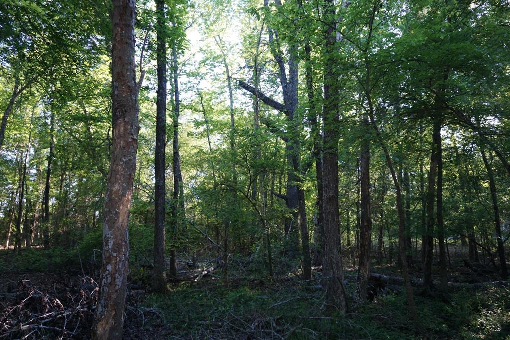 6902 Stella Street Murchison, TX 75778 - Photo 17 of 33