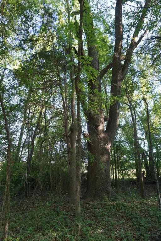 6902 Stella Street Murchison, TX 75778 - Photo 21 of 33