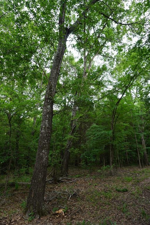 6902 Stella Street Murchison, TX 75778 - Photo 33 of 33