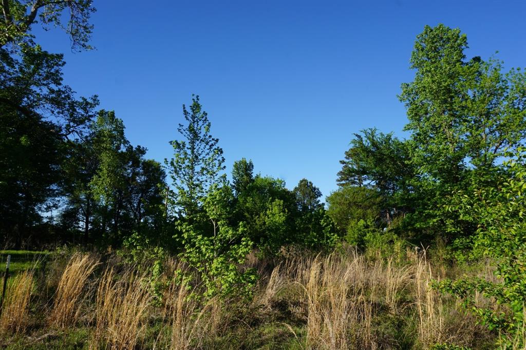 6902 Stella Street Murchison, TX 75778 - Photo 10 of 33