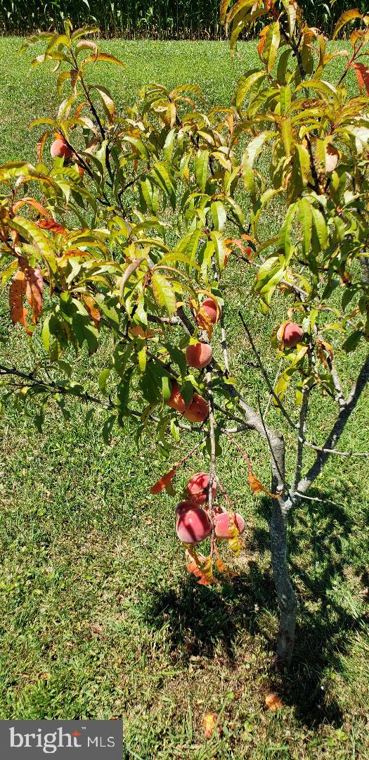 13408 Trout School Road Felton, PA 17322 - Photo 9 of 64 Gallery Image 9