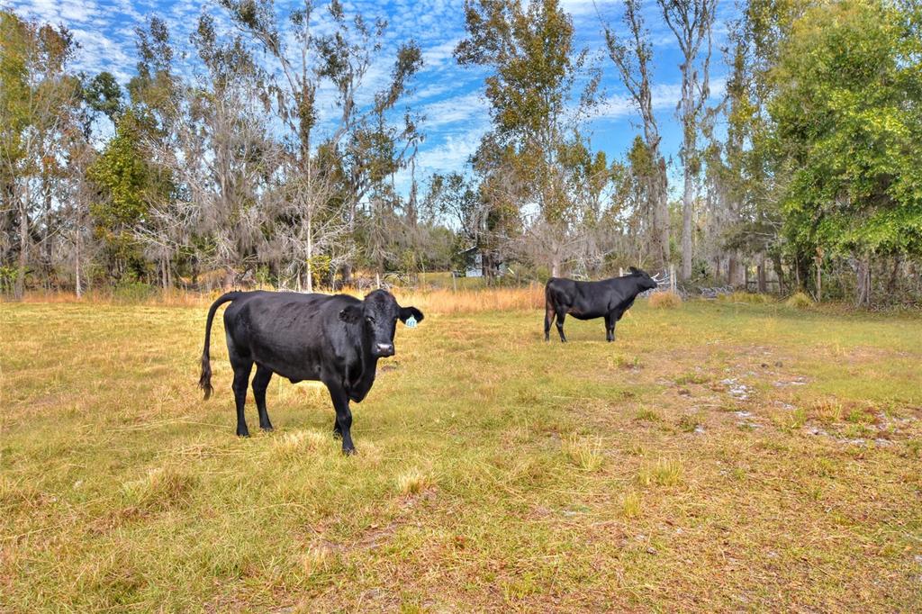 0 Colding Loop Wimauma, FL 33598 - Photo 6 of 10 a view of an outdoor space and yard