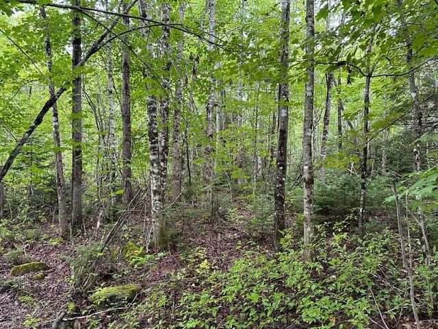 0 Thompson Settlement Road Oakfield, ME 04763 - Photo 23 of 33 IMG_5117