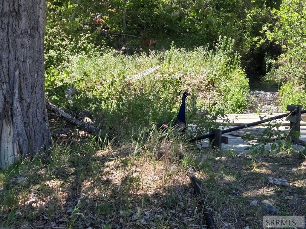101 Lake Creek Road Salmon, ID 83467 - Photo 65 of 68