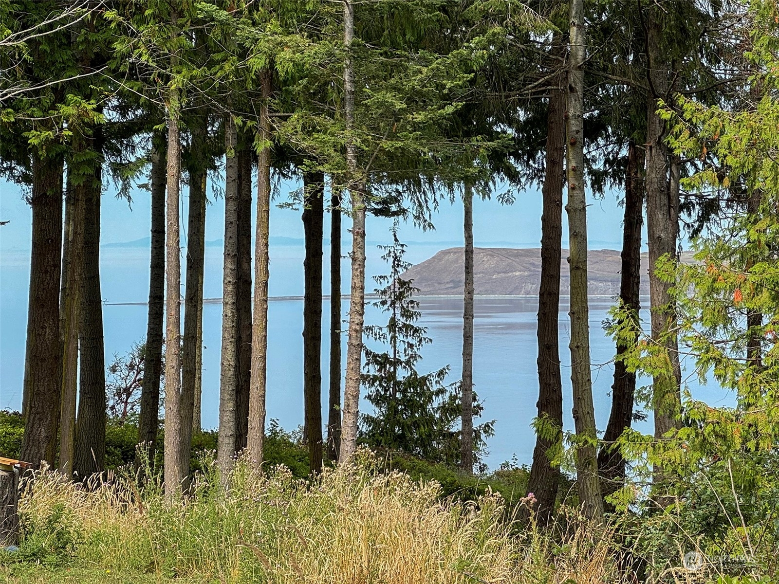 51 Huckleberry Circle Sequim, WA 98382 - Photo 38 of 40 a picture of trees