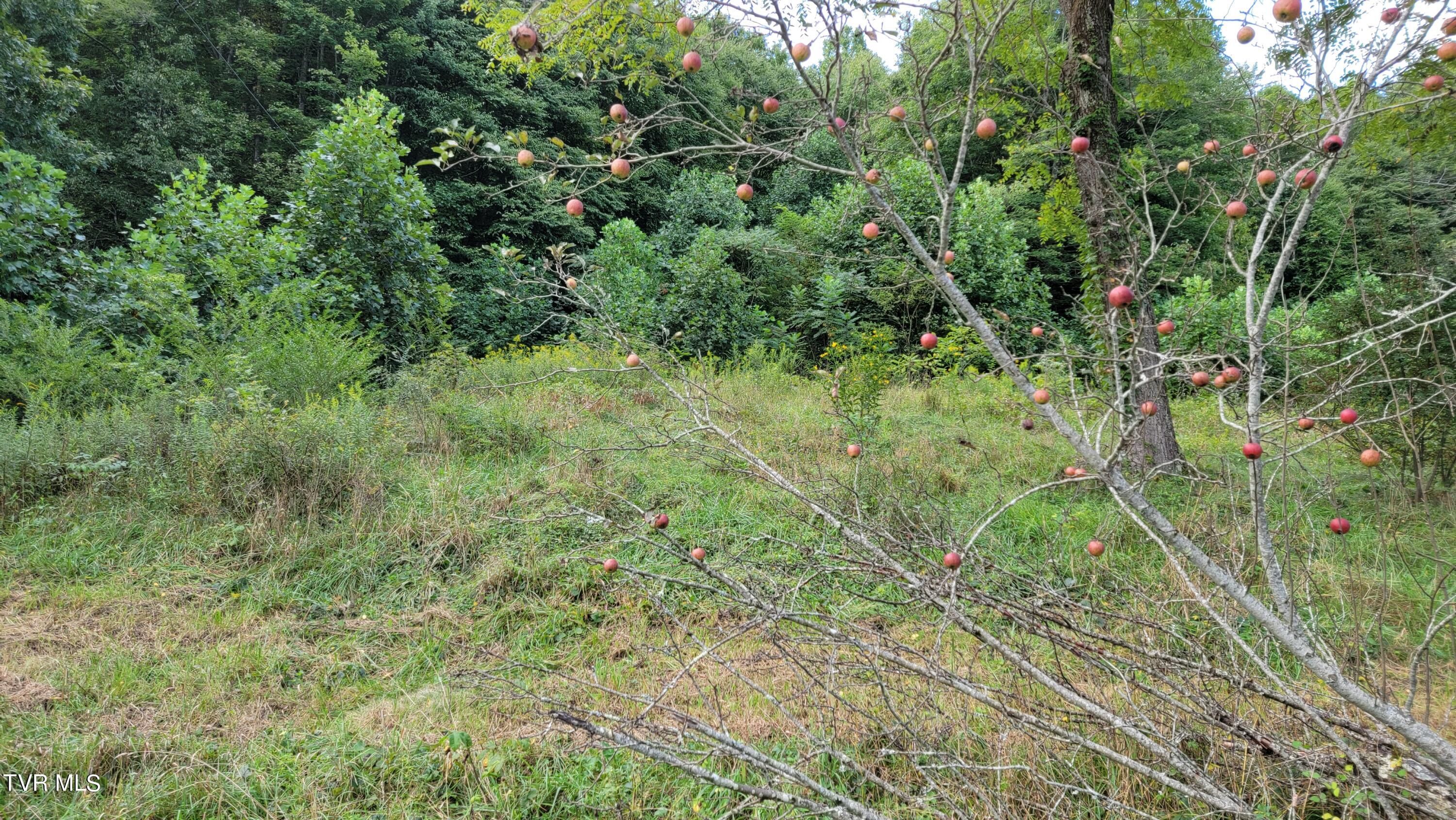 0 Dry Stone Branch Road Mountain City, TN 37683 - Photo 11 of 11 20240903_094709