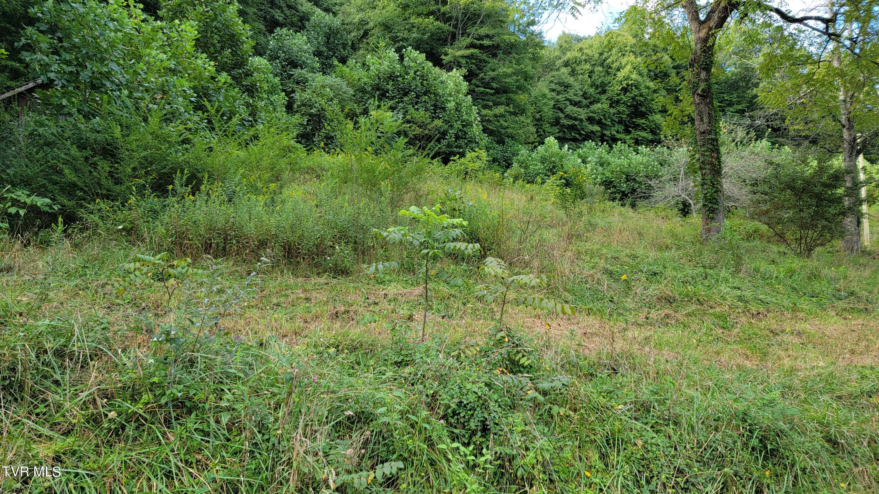 0 Dry Stone Branch Road Mountain City, TN 37683 - Photo 5 of 11 20240903_094406