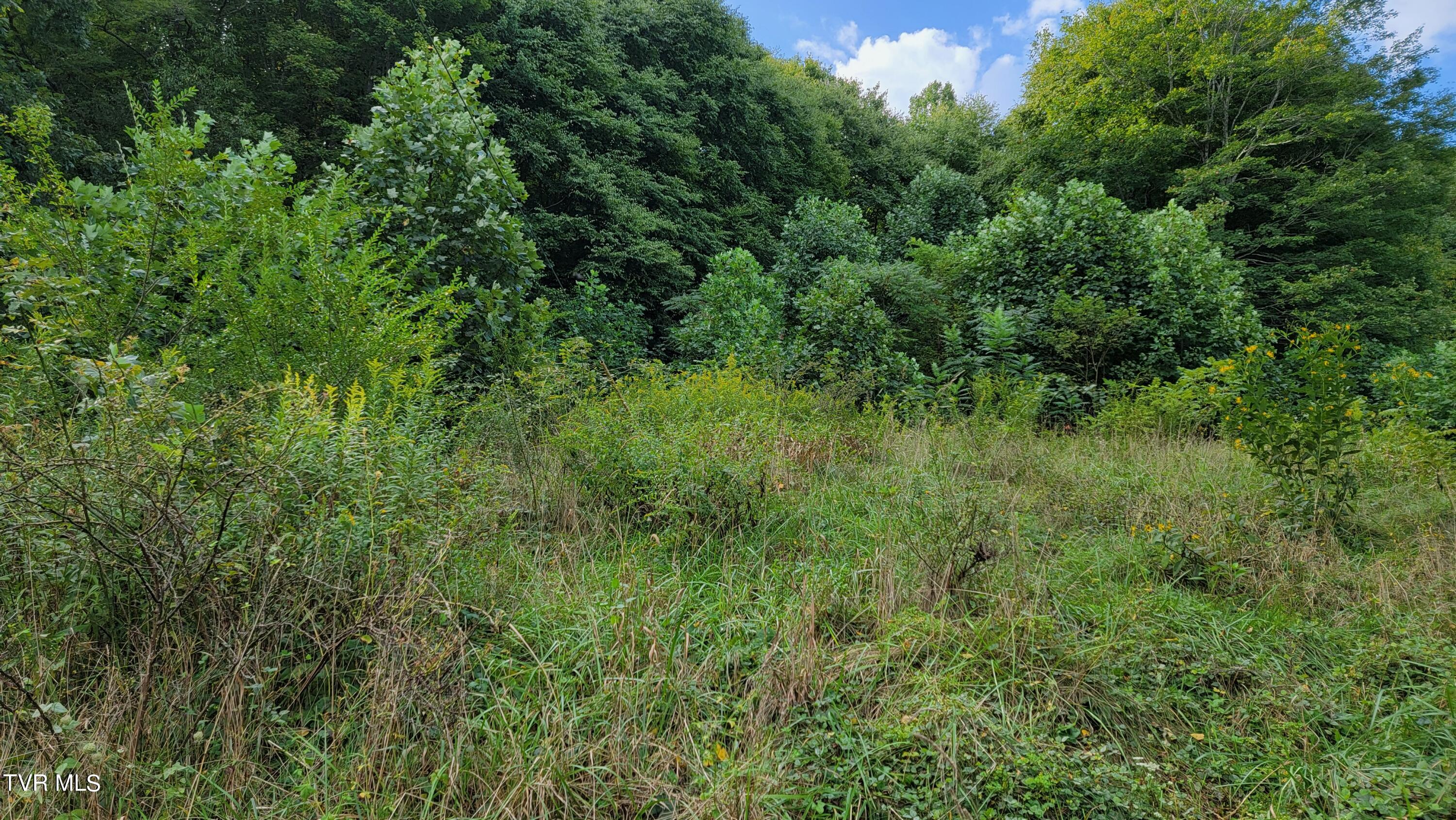 0 Dry Stone Branch Road Mountain City, TN 37683 - Photo 6 of 11 20240903_094422