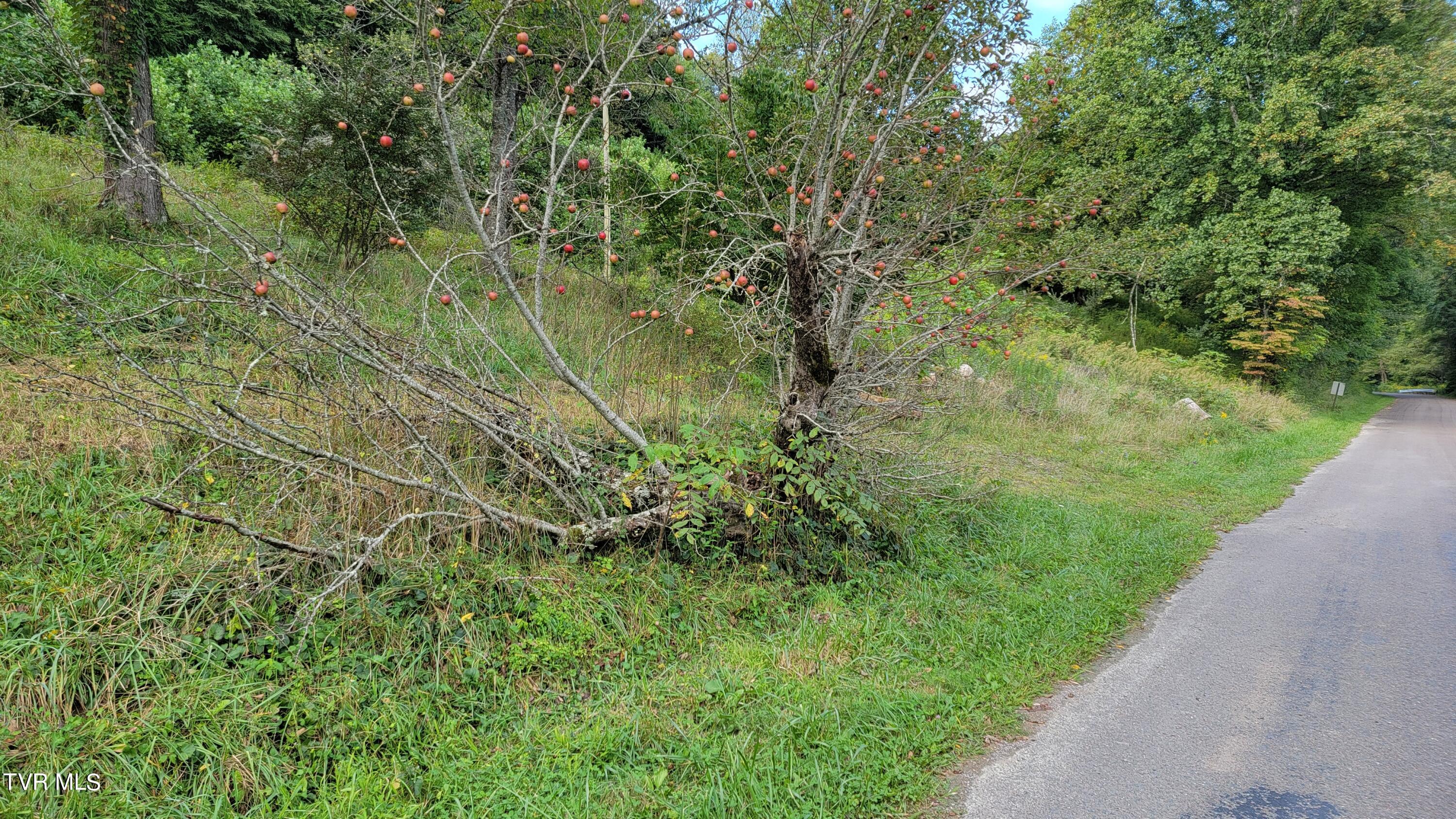 0 Dry Stone Branch Road Mountain City, TN 37683 - Photo 10 of 11 20240903_094702