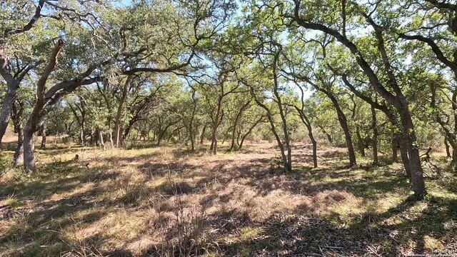 a view of yard with trees