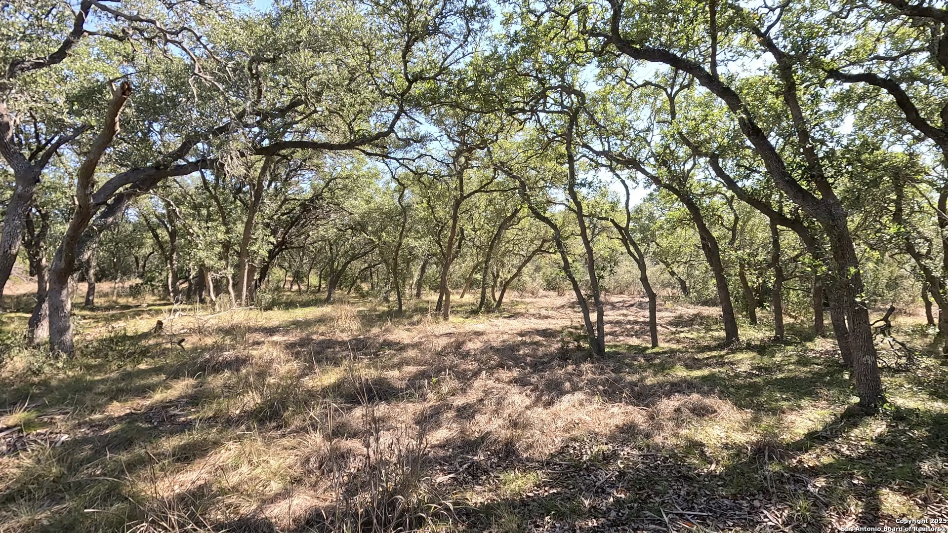 a view of yard with trees