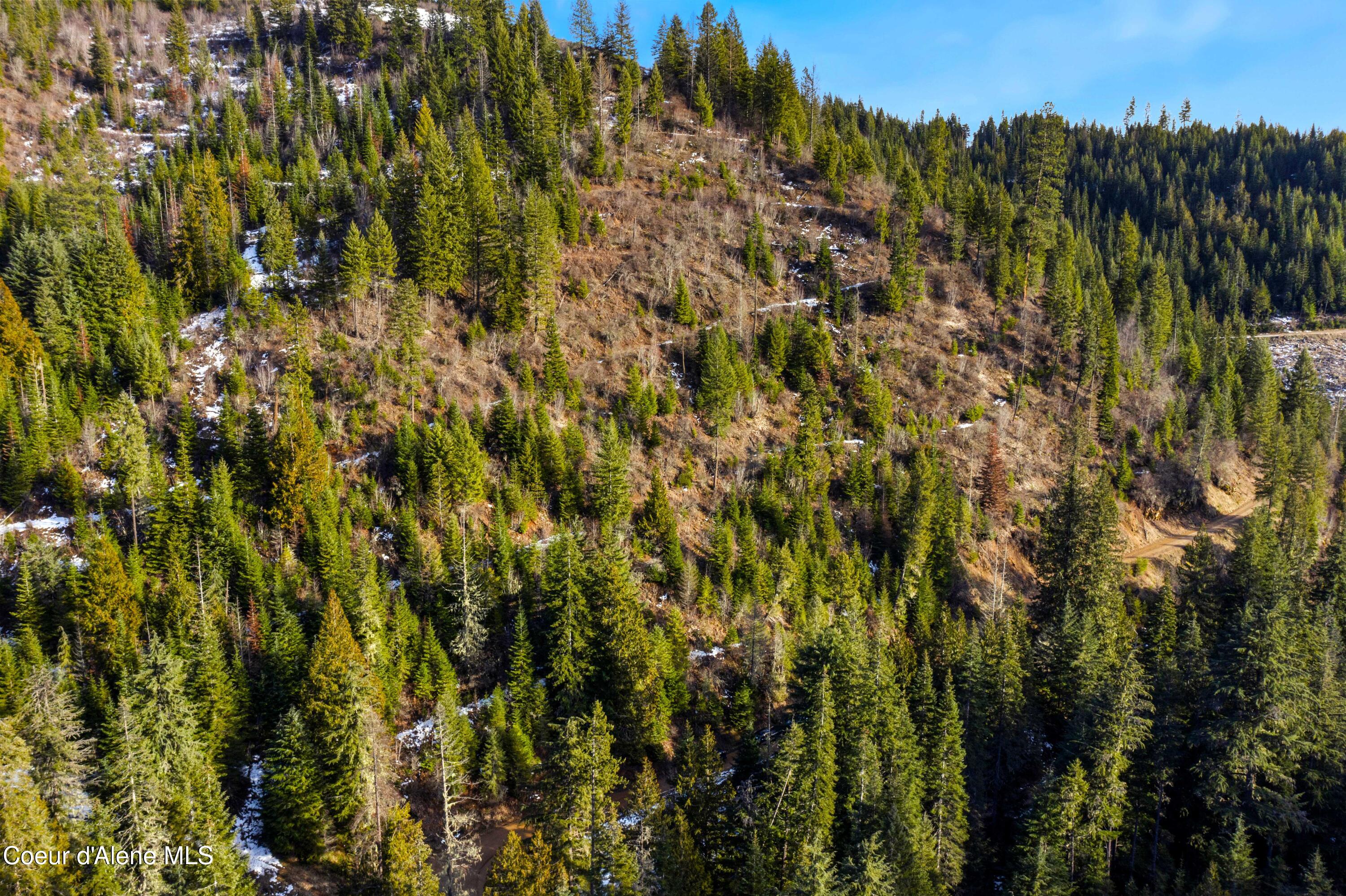 Nka Phillips Draw Road St. Maries, ID 83861 - Photo 19 of 34 19. Timbered Land