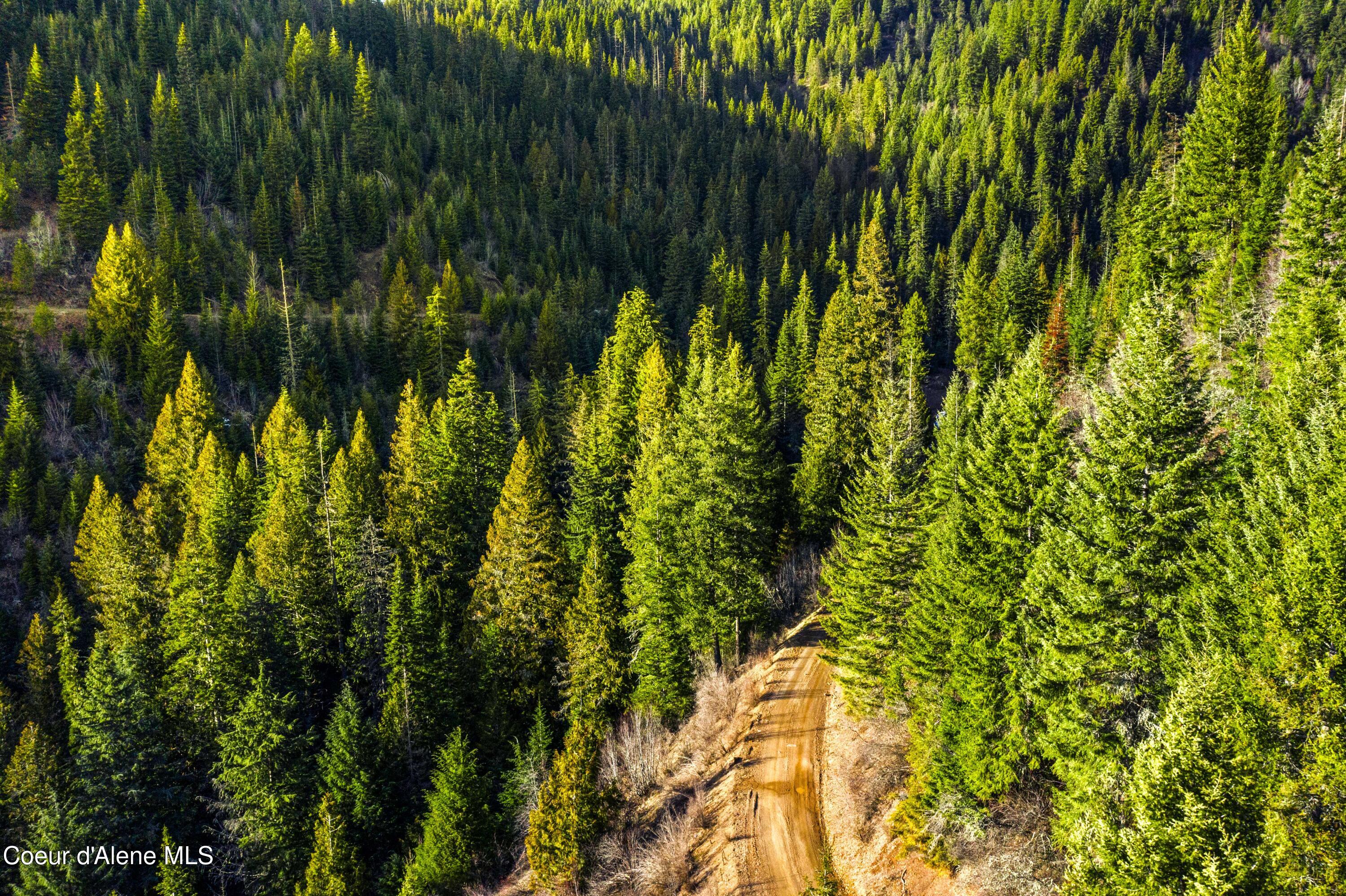 Nka Phillips Draw Road St. Maries, ID 83861 - Photo 23 of 34 23. Timbered Land