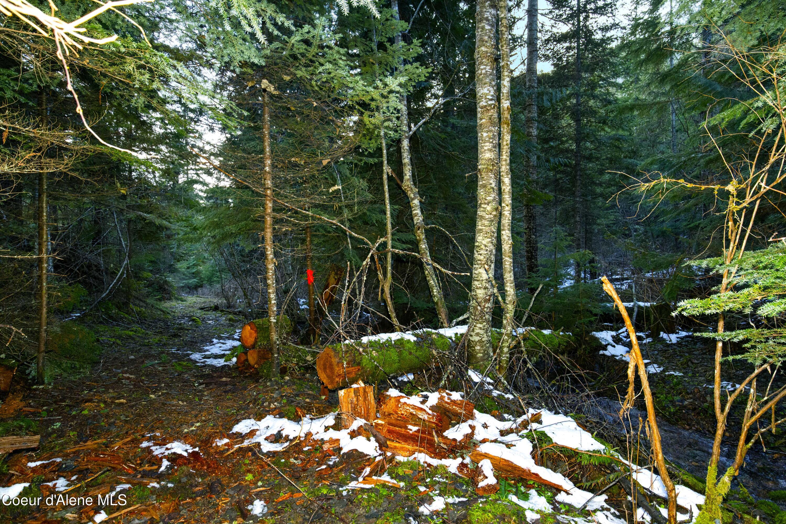 Nka Phillips Draw Road St. Maries, ID 83861 - Photo 4 of 34 4. Multiple Trails on Parcel