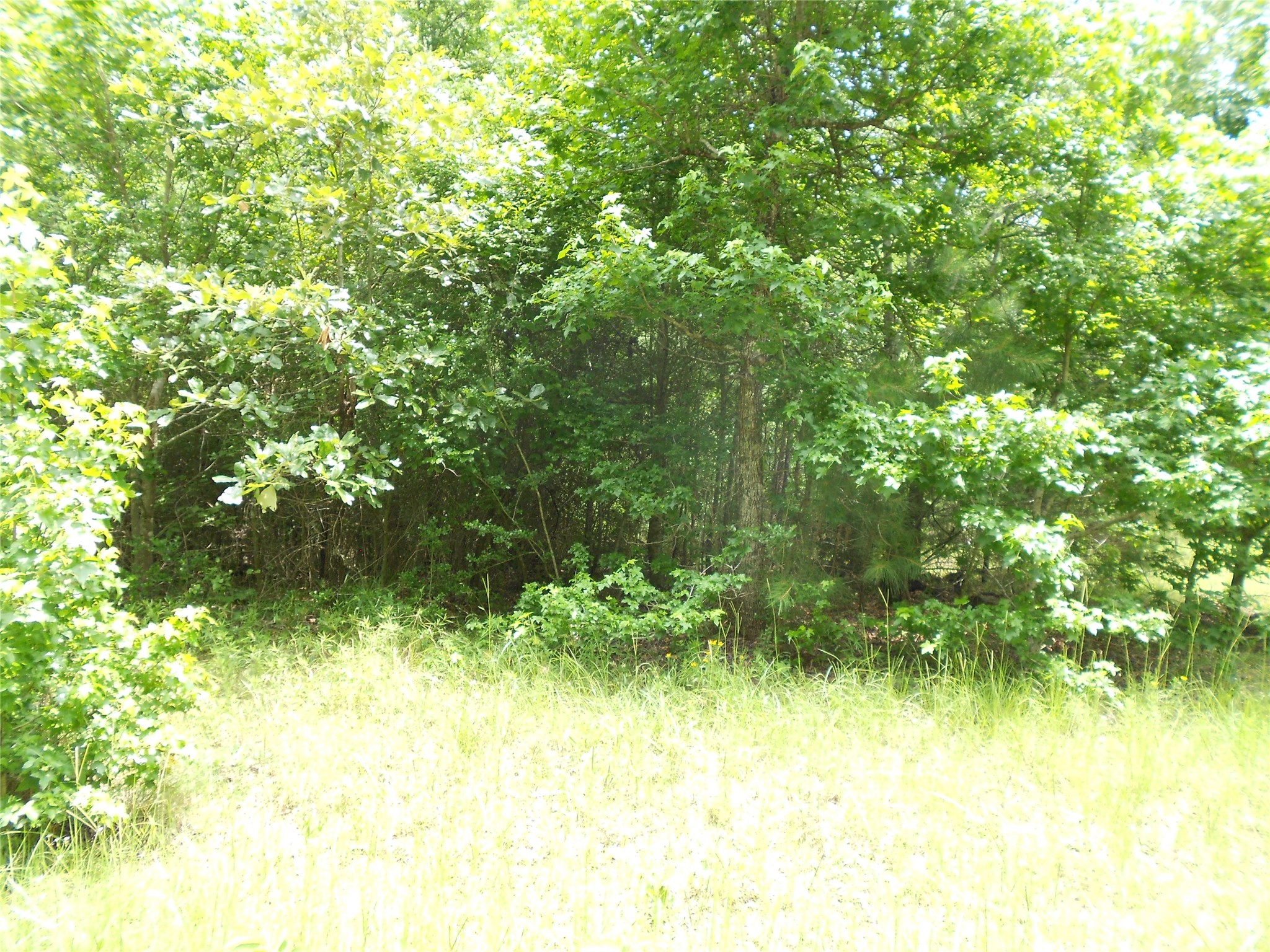 Na River Drive Trinity, TX 75862 - Photo 4 of 9 a view of swimming pool from a yard
