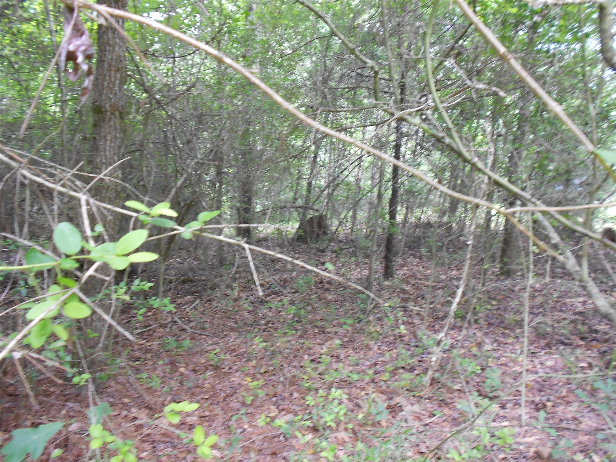 Na River Drive Trinity, TX 75862 - Photo 7 of 9 a backyard of a house with lots of green space