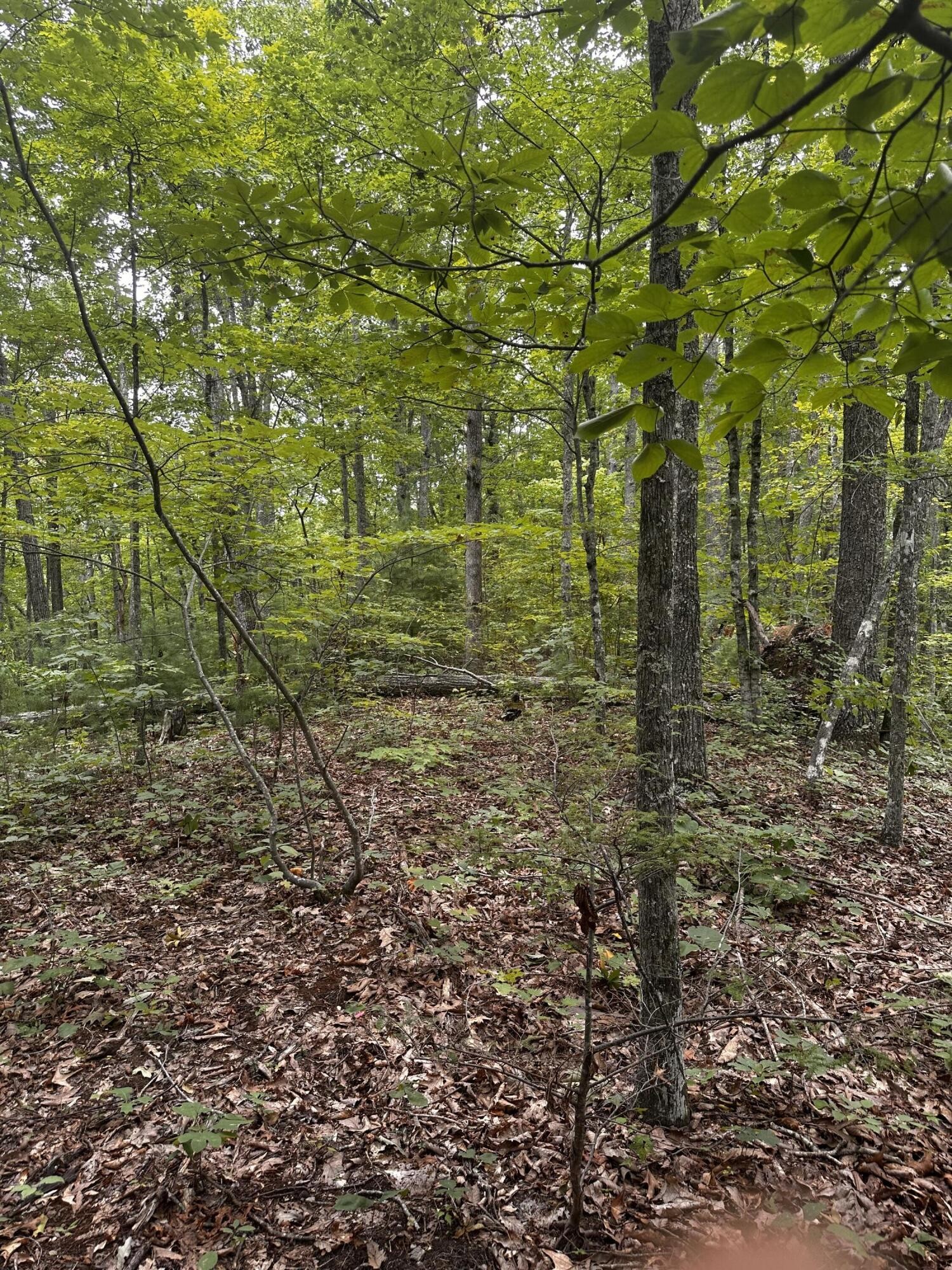 1158 Yellow Breeches Road Cosby, TN 37722 - Photo 10 of 44 Gallery Image 10