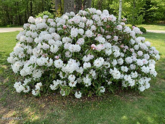 4 Birch Hill Road Peru, MA 01235 - Photo 45 of 54 beautiful blooms