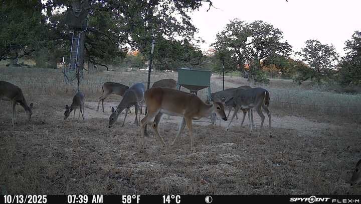 Tbd Nash Creek Road Kingsbury, TX 78638 - Photo 5 of 31 a view of a yard with table and chairs