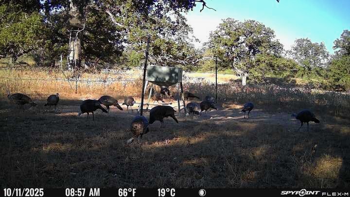 Tbd Nash Creek Road Kingsbury, TX 78638 - Photo 6 of 31 a backyard of a house with table and chairs
