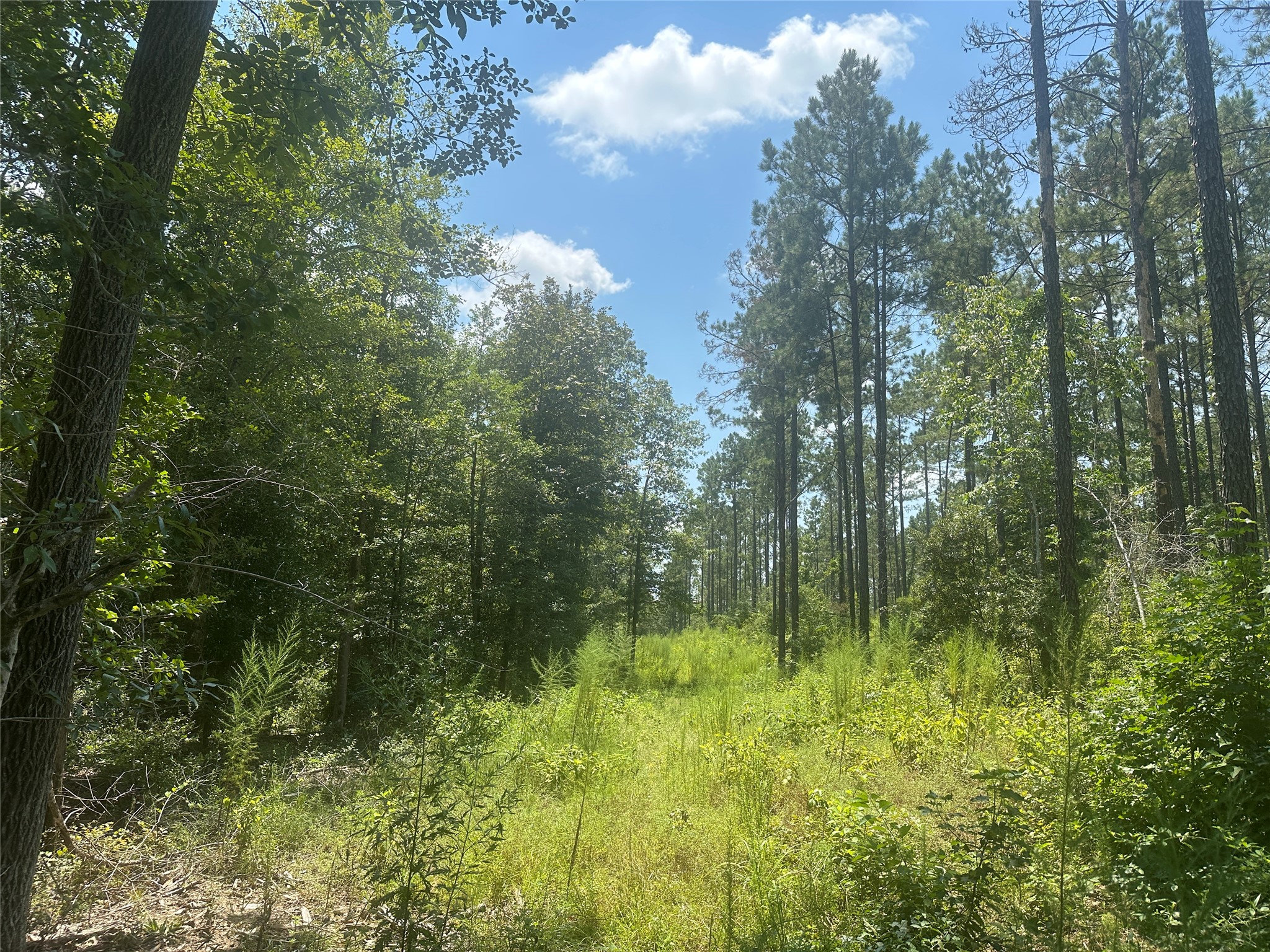 1005 FM 1005 Jasper, TX 75951 - Photo 2 of 5