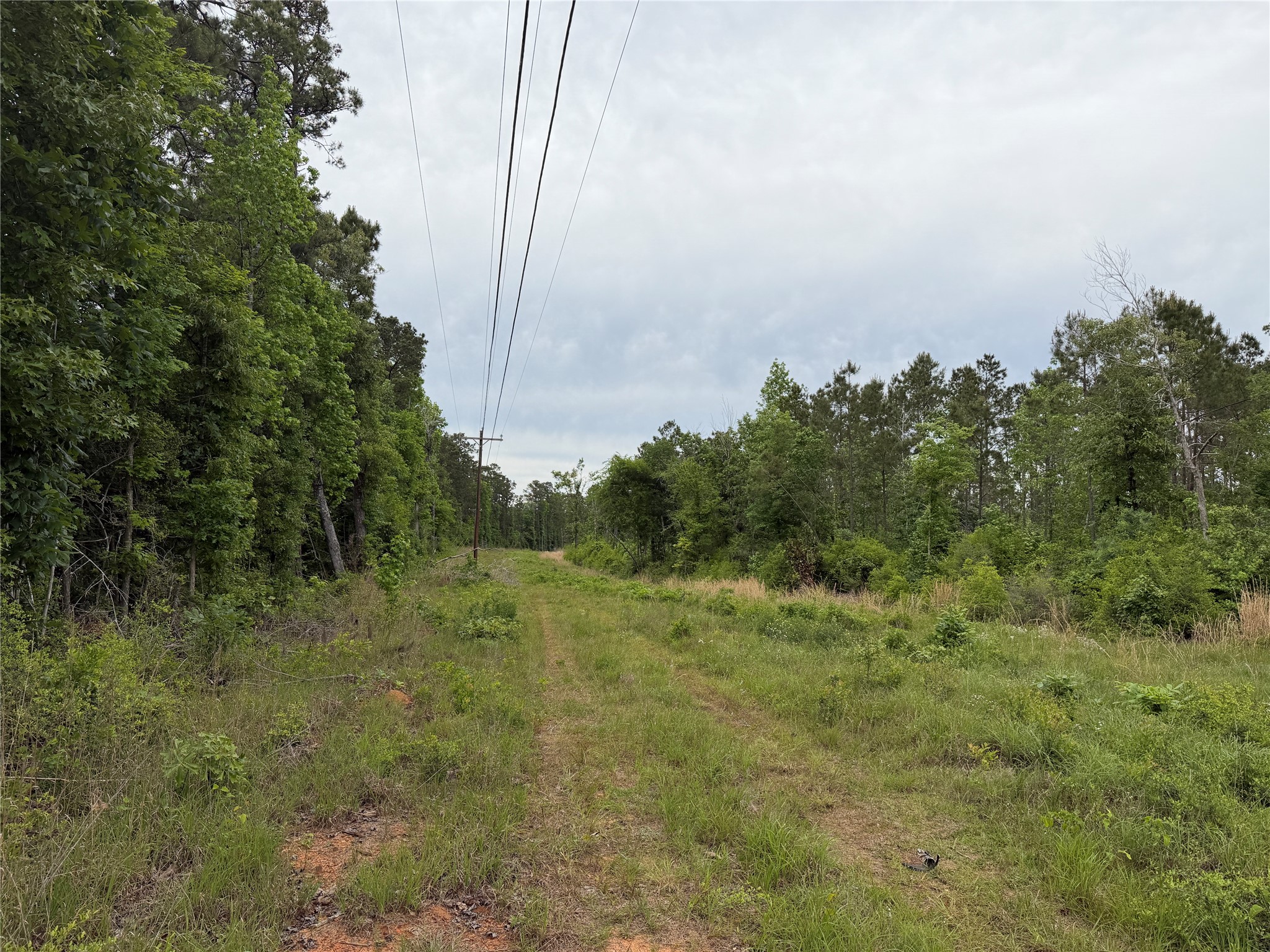 1005 FM 1005 Jasper, TX 75951 - Photo 4 of 5 a view of a field with trees in the background