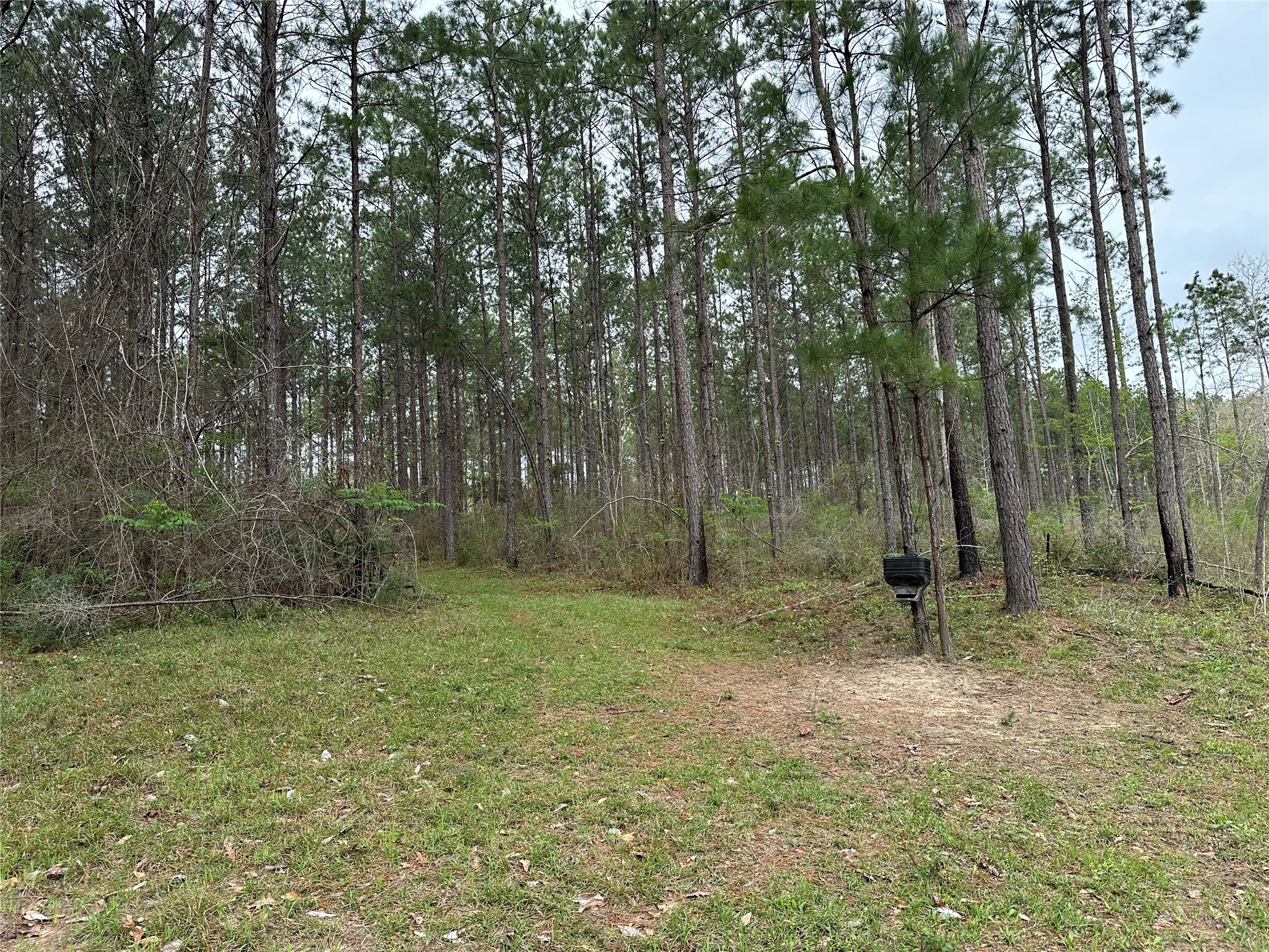1005 FM 1005 Jasper, TX 75951 - Photo 5 of 5 a view of outdoor space with trees