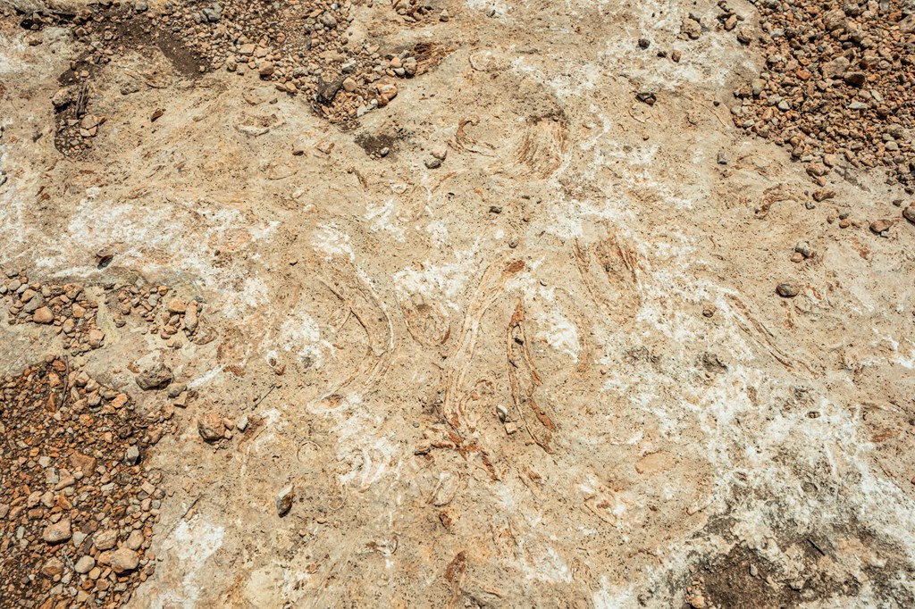 12995 Hackberry Road Rocksprings, TX 78880 - Photo 14 of 49