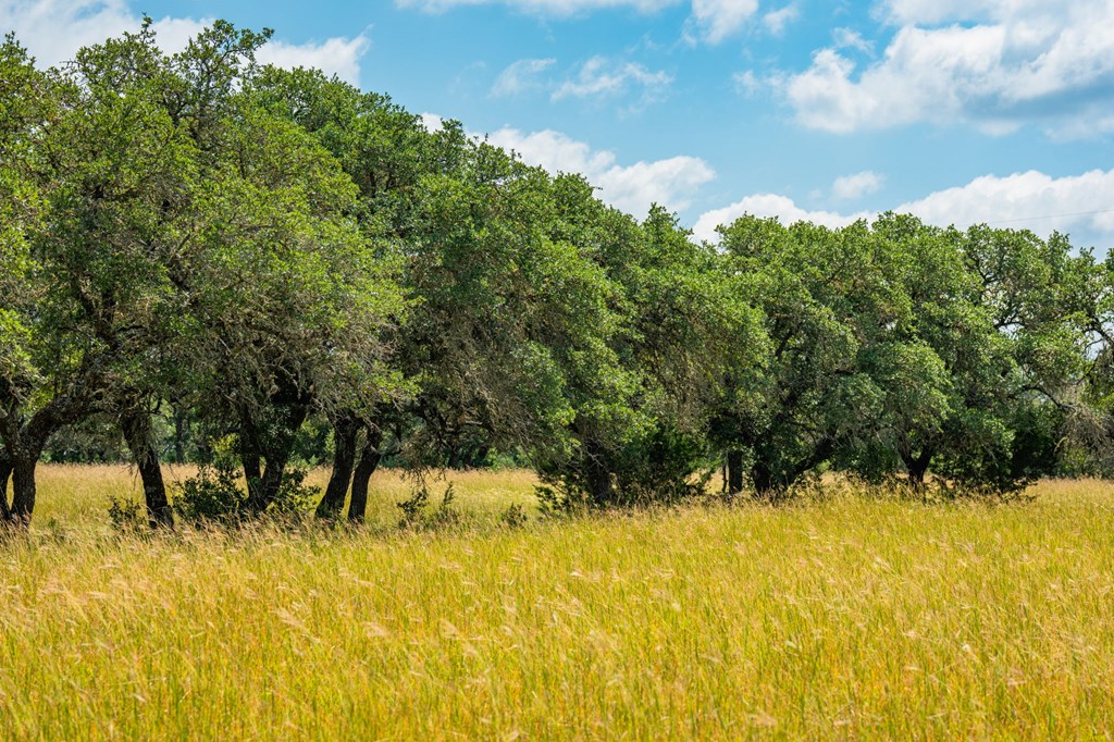 12995 Hackberry Road Rocksprings, TX 78880 - Photo 7 of 49