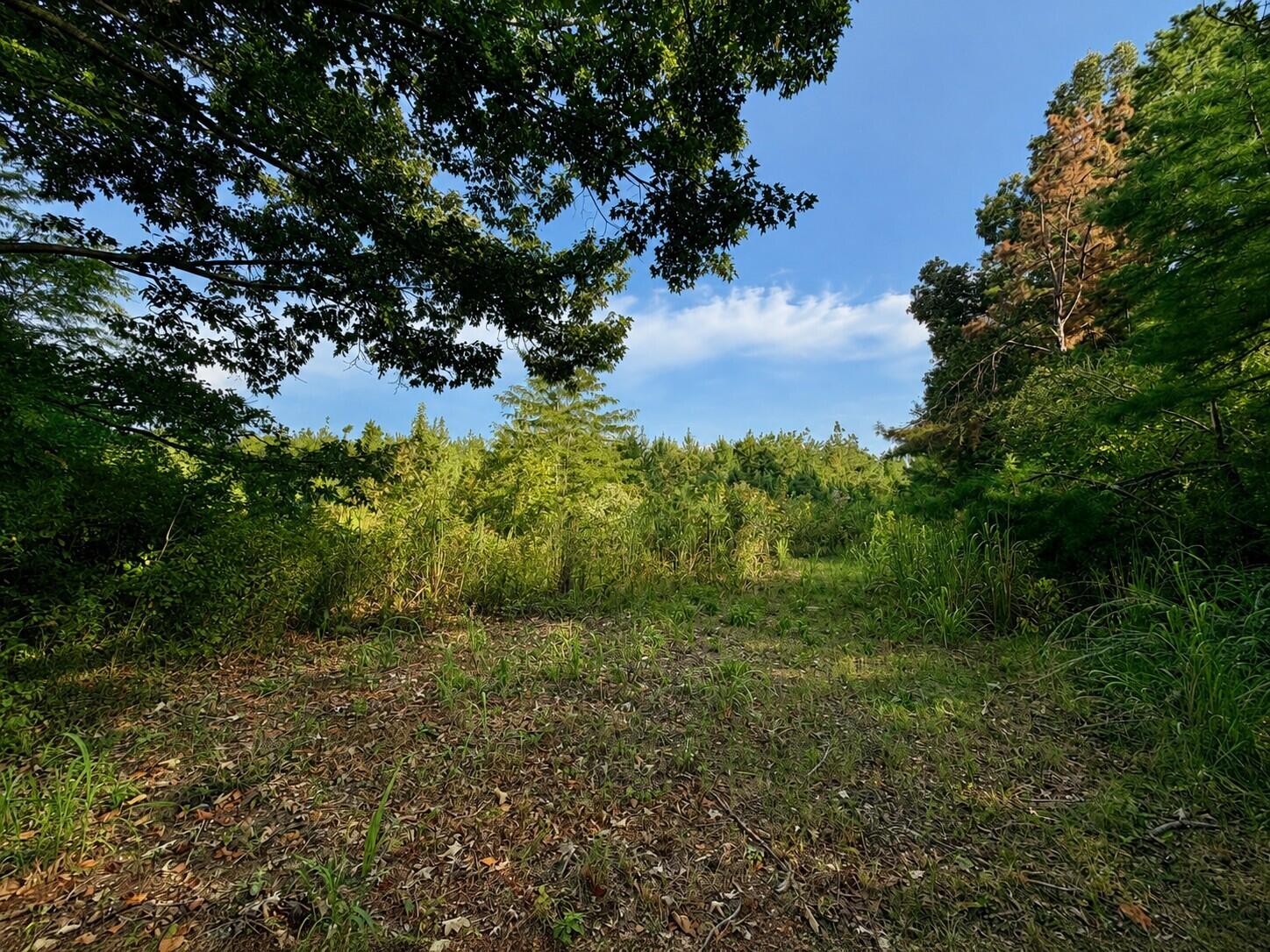 124 County Road Walnut, MS 38683 - Photo 9 of 16 Gallery Image 9