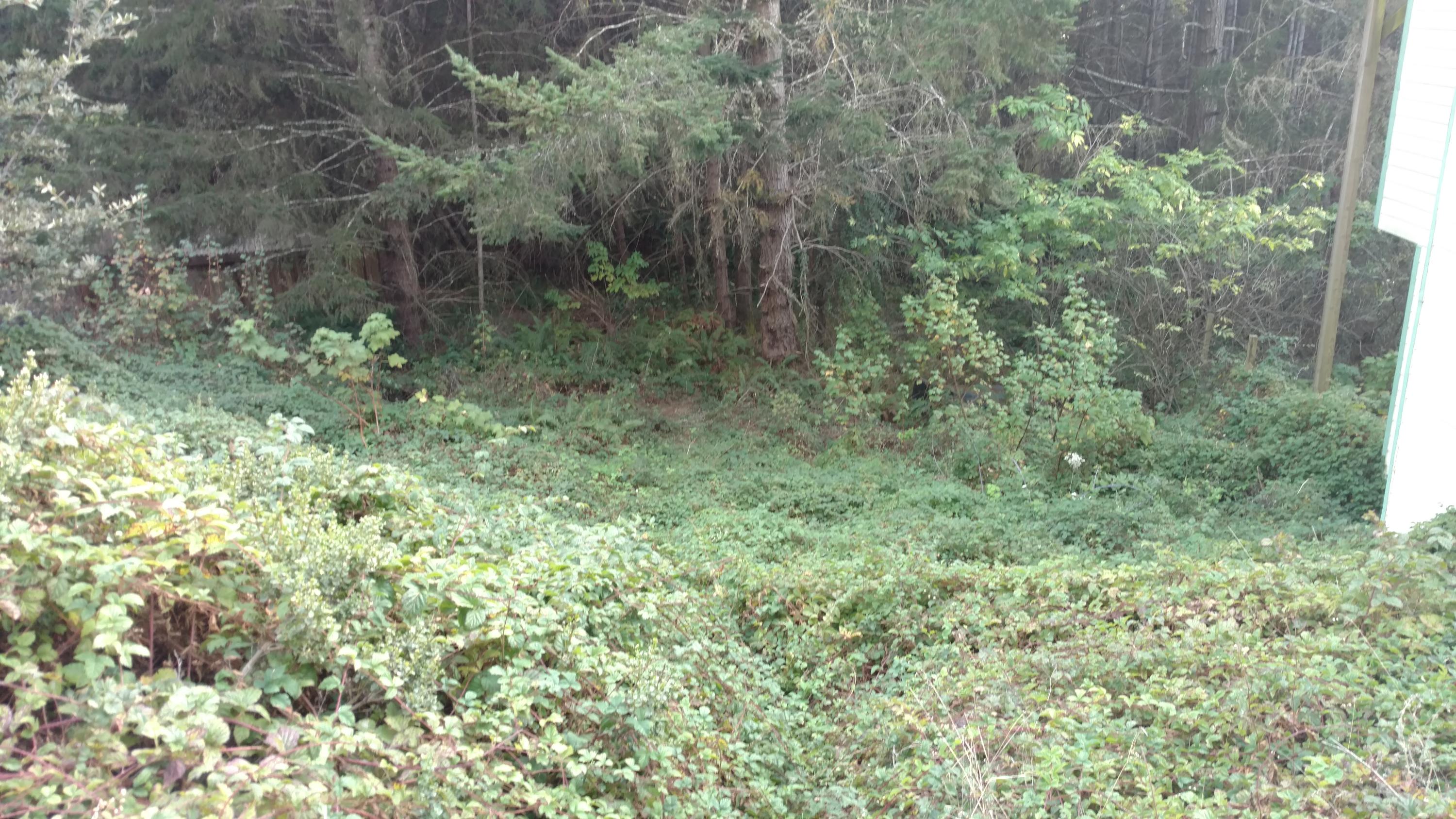 960 Spring Road Shelter Cove, CA 95589 - Photo 3 of 3