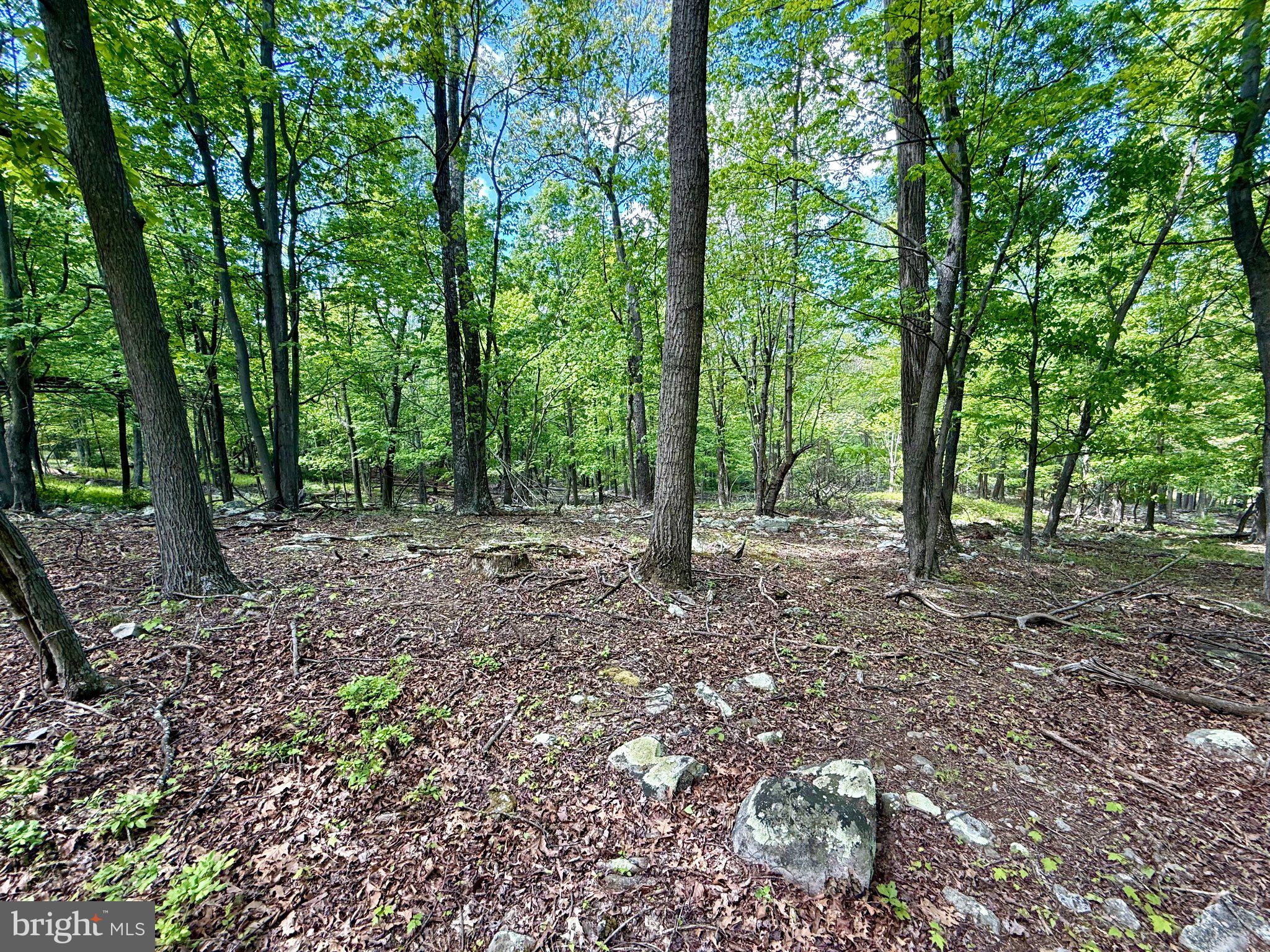 115 River Ridge Yellow Spring, WV 26865 - Photo 15 of 25 Serene woodland retreat awaits you.