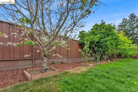 a view of backyard with tree