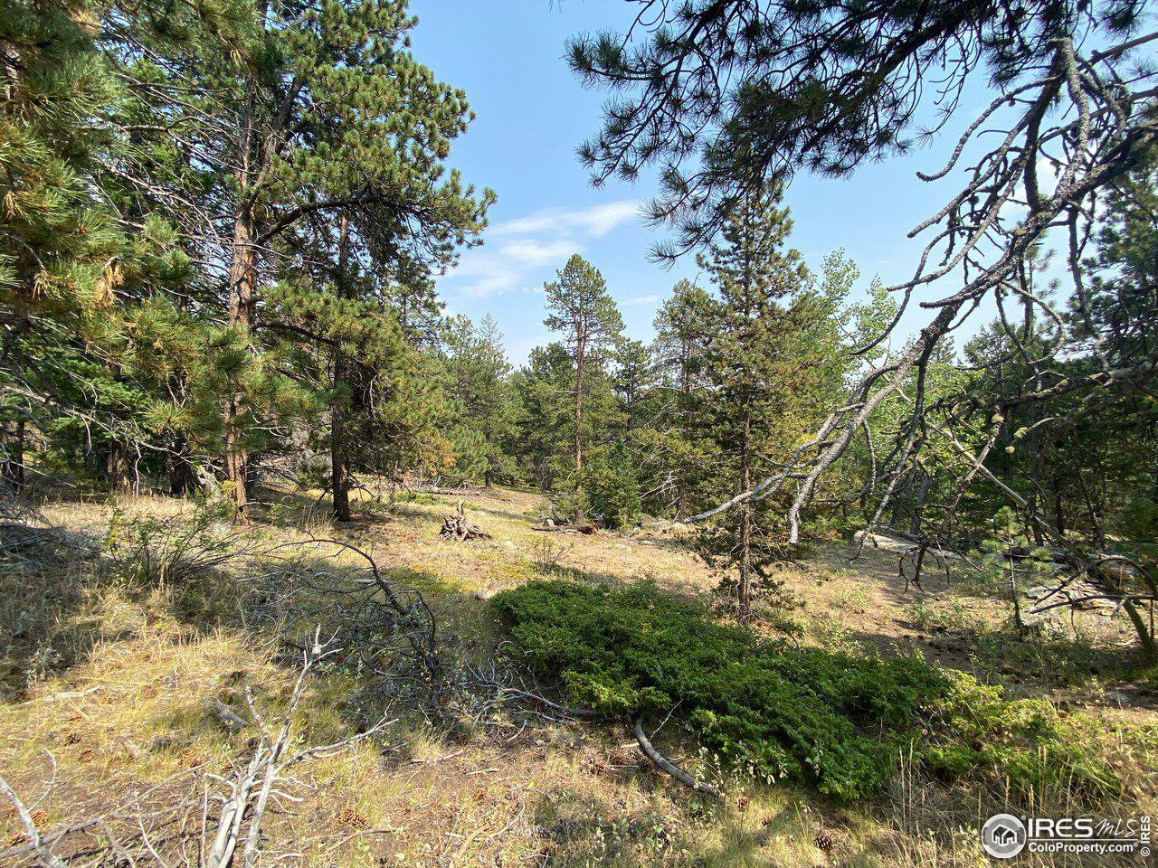 200 Hard Way Ward, CO 80481 - Photo 2 of 10 a view of a forest with trees