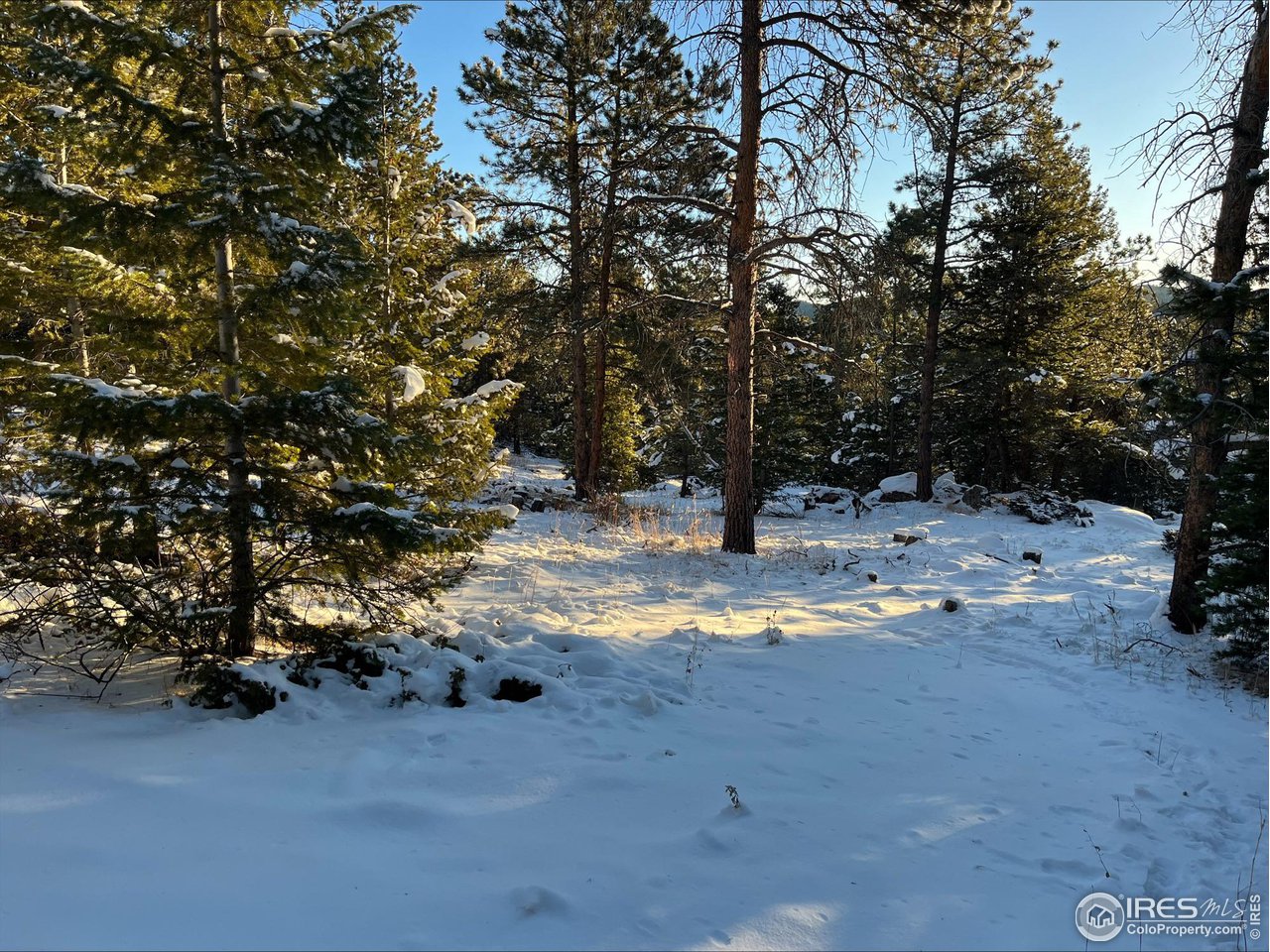200 Hard Way Ward, CO 80481 - Photo 5 of 10 a view of a yard with a tree