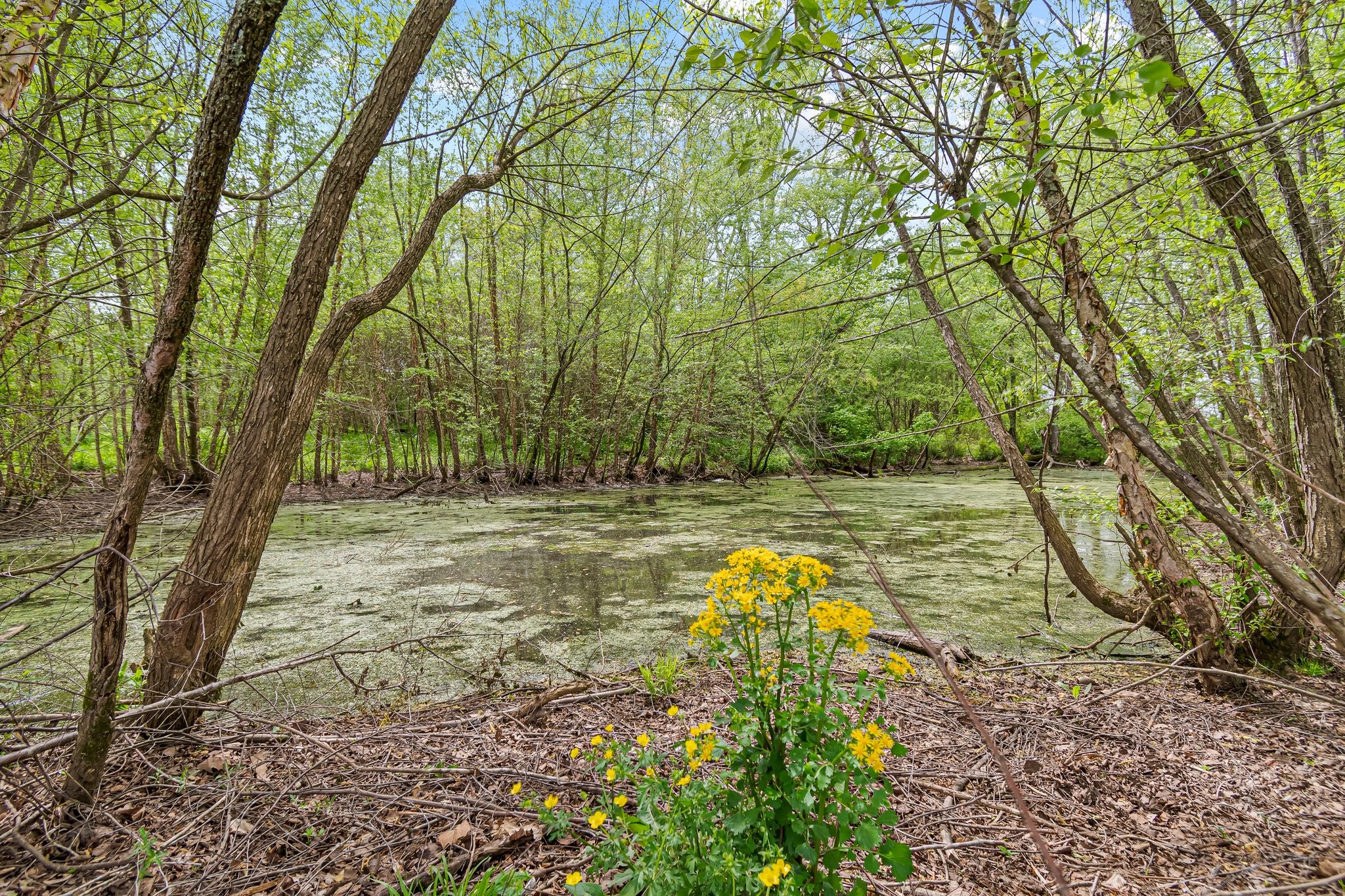 0 Backside Beaverdam Road Centerville, TN 37033 - Photo 2 of 53 Gallery Image 2