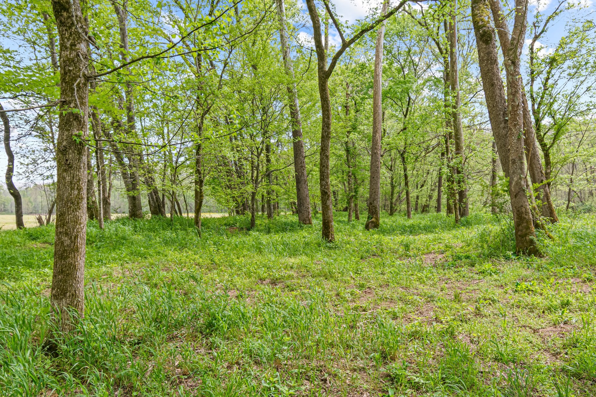 0 Backside Beaverdam Road Centerville, TN 37033 - Photo 21 of 53 Gallery Image 21