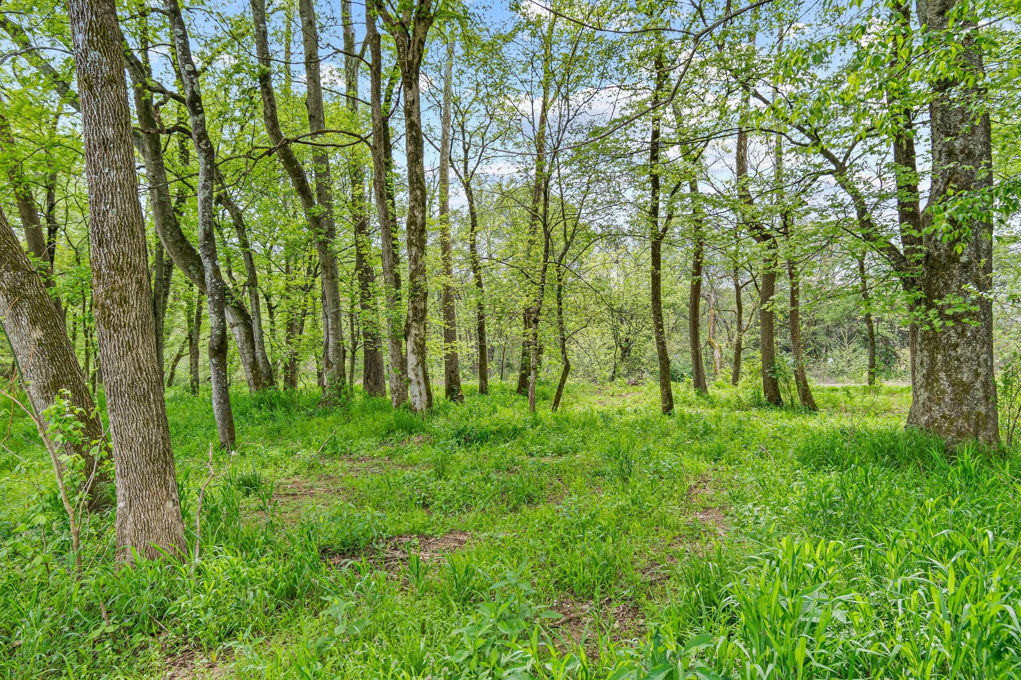 0 Backside Beaverdam Road Centerville, TN 37033 - Photo 26 of 53 Gallery Image 26