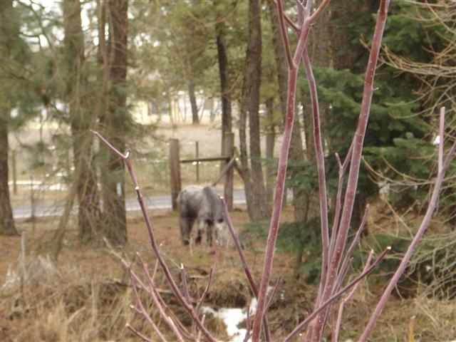 21308 South Mill Road Spangle, WA 99031 - Photo 18 of 20